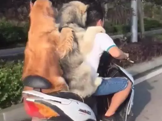主人騎著機車帶著兩隻黃金獵犬在路上飛馳,後面那隻狗狗的微笑簡直是太賤了,哈哈哈XD