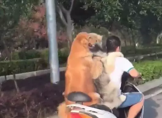 主人騎著機車帶著兩隻黃金獵犬在路上飛馳,後面那隻狗狗的微笑簡直是太賤了,哈哈哈XD