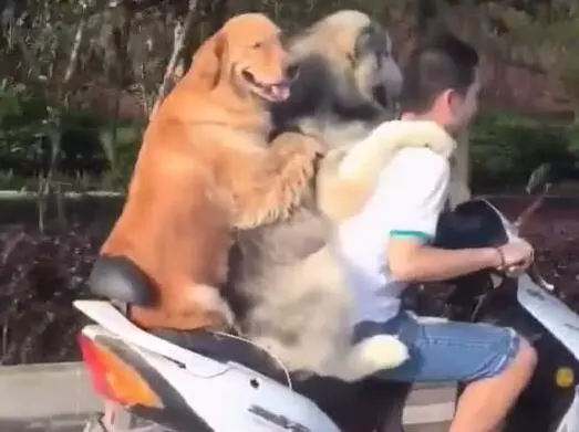 主人騎著機車帶著兩隻黃金獵犬在路上飛馳,後面那隻狗狗的微笑簡直是太賤了,哈哈哈XD
