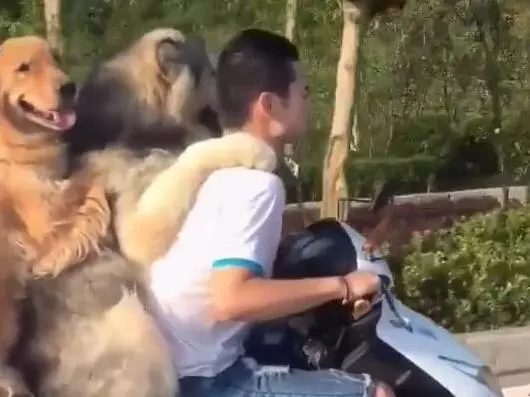 主人騎著機車帶著兩隻黃金獵犬在路上飛馳,後面那隻狗狗的微笑簡直是太賤了,哈哈哈XD