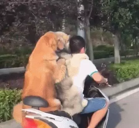 主人騎著機車帶著兩隻黃金獵犬在路上飛馳,後面那隻狗狗的微笑簡直是太賤了,哈哈哈XD