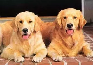 主人騎著機車帶著兩隻黃金獵犬在路上飛馳,後面那隻狗狗的微笑簡直是太賤了,哈哈哈XD