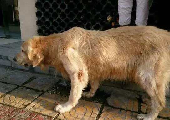 被遺棄的金毛不斷向過往路人犬吠,吸引人的注意,好奇跟過去一看潸然淚下