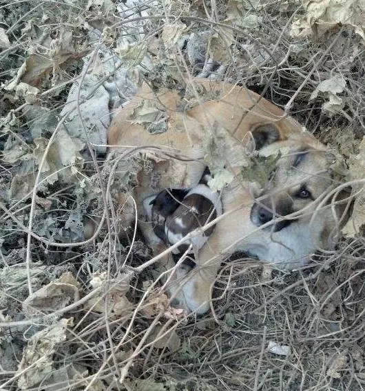被遺棄的金毛不斷向過往路人犬吠,吸引人的注意,好奇跟過去一看潸然淚下