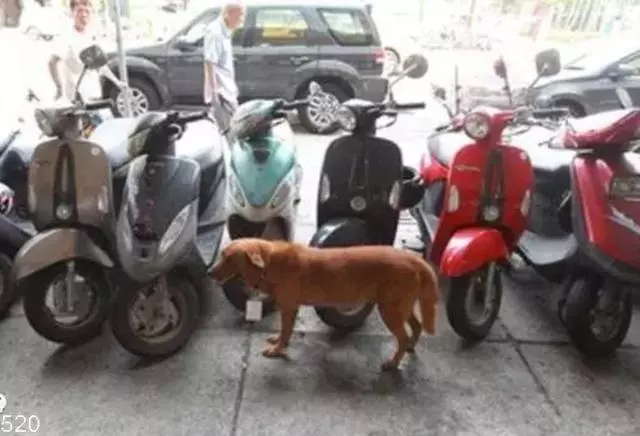 土狗在車站獨待十天,脖子上掛的牌子讓保安淚流滿面!