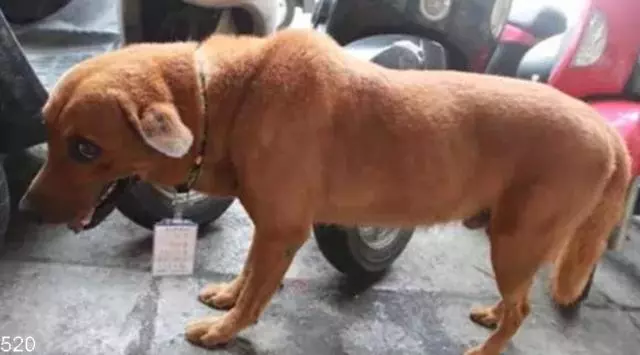 土狗在車站獨待十天,脖子上掛的牌子讓保安淚流滿面!