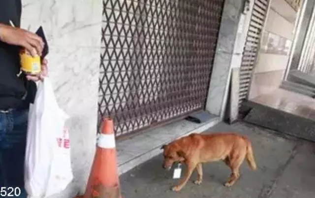 土狗在車站獨待十天,脖子上掛的牌子讓保安淚流滿面!