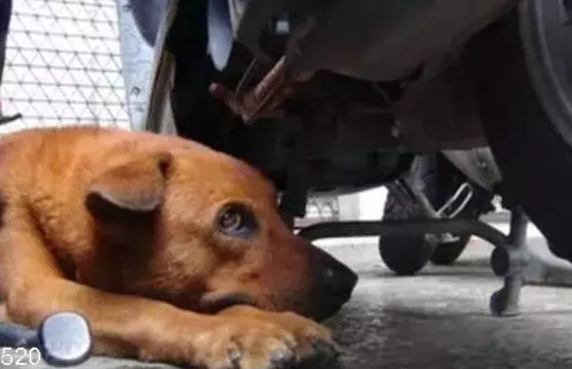 土狗在車站獨待十天,脖子上掛的牌子讓保安淚流滿面!