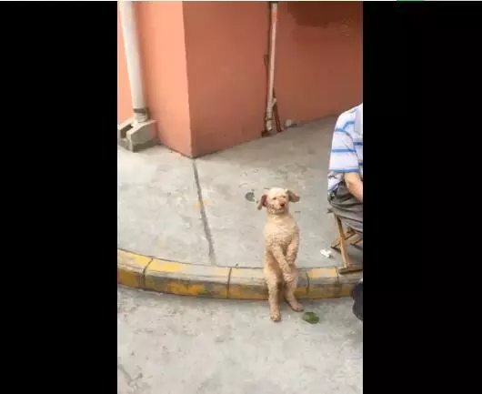 老爺爺養一隻奇特的狗,坐姿像小孩,這是狗孫子嗎?簡直太可愛了