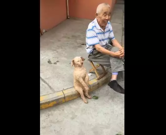 老爺爺養一隻奇特的狗,坐姿像小孩,這是狗孫子嗎?簡直太可愛了