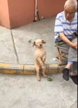 老爺爺養一隻奇特的狗,坐姿像小孩,這是狗孫子嗎?簡直太可愛了