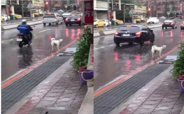 淋雨狗路邊哀號,寵物店老闆用肉吸引,竟靠這個辦法找回飼主