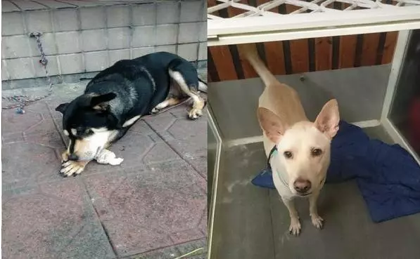 淋雨狗路邊哀號,寵物店老闆用肉吸引,竟靠這個辦法找回飼主
