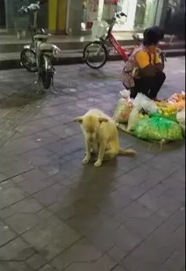 狗狗陪主人擺地攤,路邊坐立困的不行直做一個動作,卻迎來網友們的不停點讚