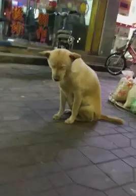 狗狗陪主人擺地攤,路邊坐立困的不行直做一個動作,卻迎來網友們的不停點讚