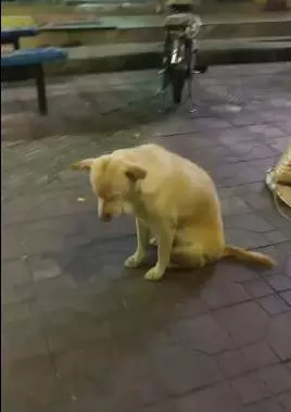 狗狗陪主人擺地攤,路邊坐立困的不行直做一個動作,卻迎來網友們的不停點讚