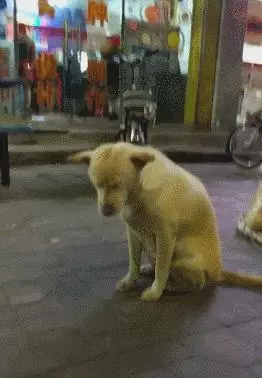 狗狗陪主人擺地攤,路邊坐立困的不行直做一個動作,卻迎來網友們的不停點讚