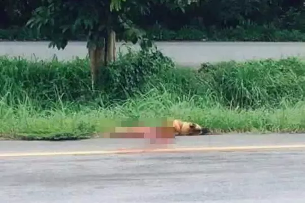 車主在馬路上把狗狗拋棄,它的做法卻讓人淚奔,願天堂再沒有等待