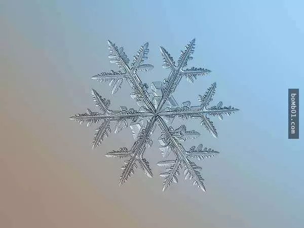 你有試過從這麼近的距離觀賞雪花嗎?原來近看是這樣的!