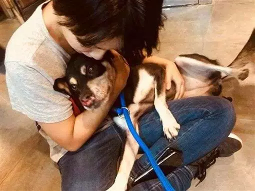 駭人聽聞的分屍案!忠犬 LULU家人都離世 網友心疼