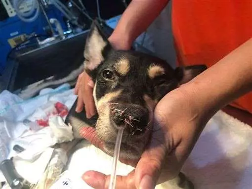 駭人聽聞的分屍案!忠犬 LULU家人都離世 網友心疼