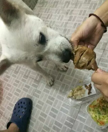 橋下看到一隻流浪狗特別可憐 便帶回家了,可狗狗回家後的舉動太心酸,讓我感到糾結,領回家是好是壞啊。