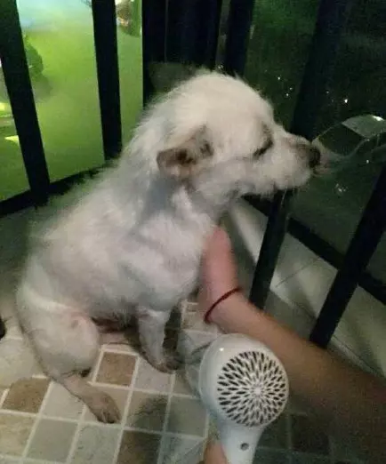 橋下看到一隻流浪狗特別可憐 便帶回家了,可狗狗回家後的舉動太心酸,讓我感到糾結,領回家是好是壞啊。