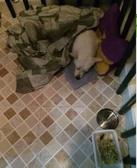 橋下看到一隻流浪狗特別可憐 便帶回家了,可狗狗回家後的舉動太心酸,讓我感到糾結,領回家是好是壞啊。