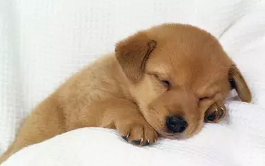 把毛孩送給爺爺照顧,沒幾天回家一看:這獼猴桃怎麼那麼像狗?