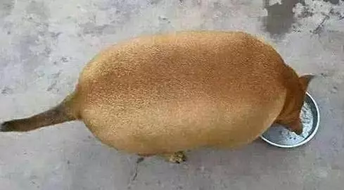 把毛孩送給爺爺照顧,沒幾天回家一看:這獼猴桃怎麼那麼像狗?