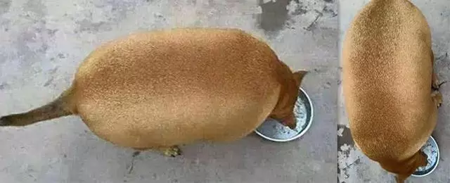 把毛孩送給爺爺照顧,沒幾天回家一看:這獼猴桃怎麼那麼像狗?