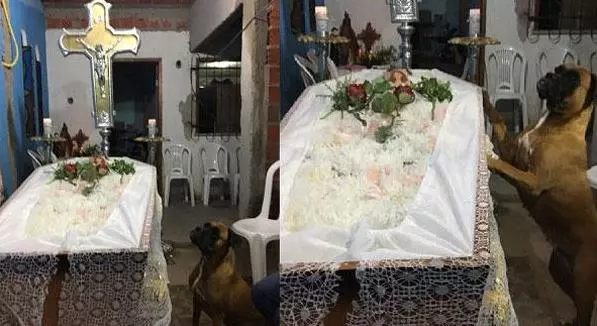 狗安靜地坐在椅子上參加主人的葬禮,當棺材抬出時它再也控制不住,場面讓人心碎