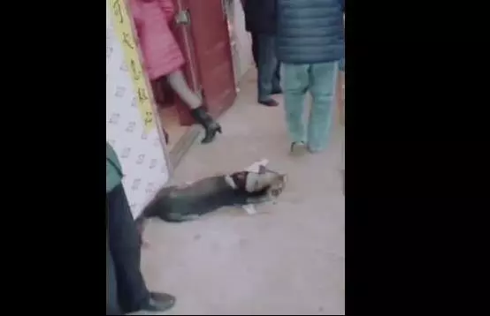 老主人去世的葬禮上,狗狗倒地上哭,旁人卻這樣笑它?