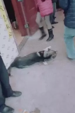 老主人去世的葬禮上,狗狗倒地上哭,旁人卻這樣笑它?