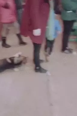 老主人去世的葬禮上,狗狗倒地上哭,旁人卻這樣笑它?