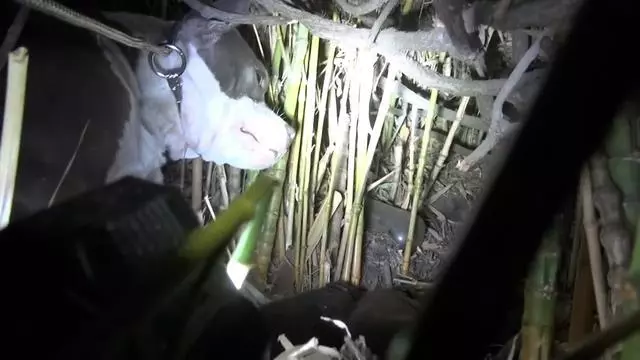 可憐的流浪狗被人類殘忍的打壞了一隻眼睛,不願被人類救助,只是因懷裡還有三個寶寶