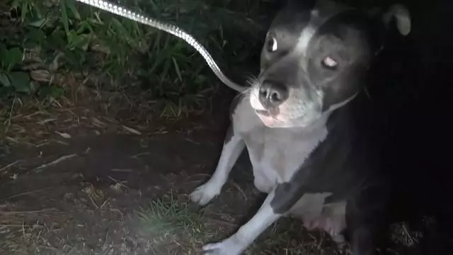 可憐的流浪狗被人類殘忍的打壞了一隻眼睛,不願被人類救助,只是因懷裡還有三個寶寶