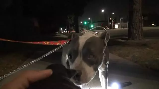 可憐的流浪狗被人類殘忍的打壞了一隻眼睛,不願被人類救助,只是因懷裡還有三個寶寶