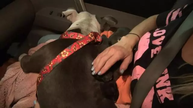 可憐的流浪狗被人類殘忍的打壞了一隻眼睛,不願被人類救助,只是因懷裡還有三個寶寶