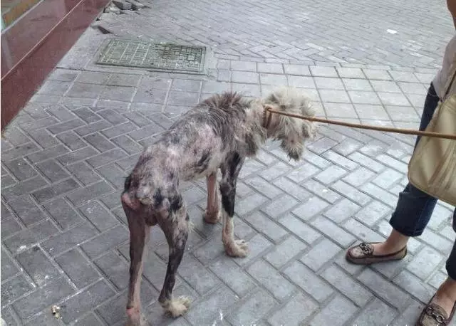 溫馨~古牧狗狗因病被主人遺棄,餓成一把骨頭,獲救後懂事的他,不忘救命恩人做出超暖的舉動