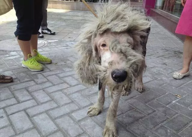 溫馨~古牧狗狗因病被主人遺棄,餓成一把骨頭,獲救後懂事的他,不忘救命恩人做出超暖的舉動