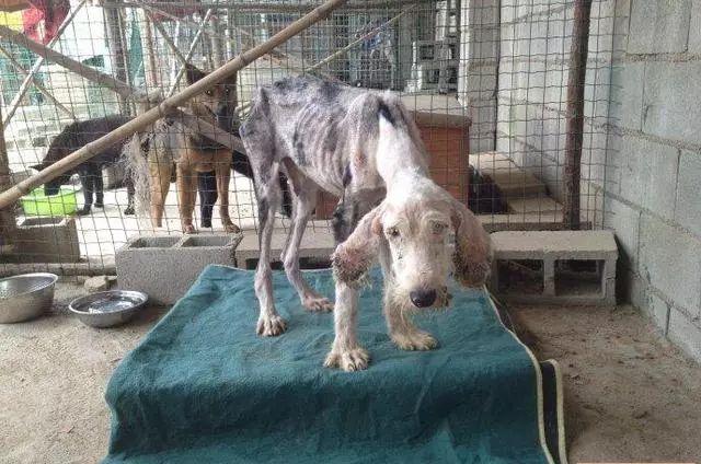 溫馨~古牧狗狗因病被主人遺棄,餓成一把骨頭,獲救後懂事的他,不忘救命恩人做出超暖的舉動
