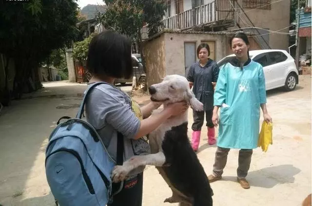 溫馨~古牧狗狗因病被主人遺棄,餓成一把骨頭,獲救後懂事的他,不忘救命恩人做出超暖的舉動