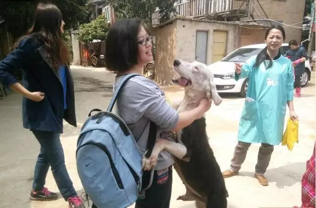 溫馨~古牧狗狗因病被主人遺棄,餓成一把骨頭,獲救後懂事的他,不忘救命恩人做出超暖的舉動