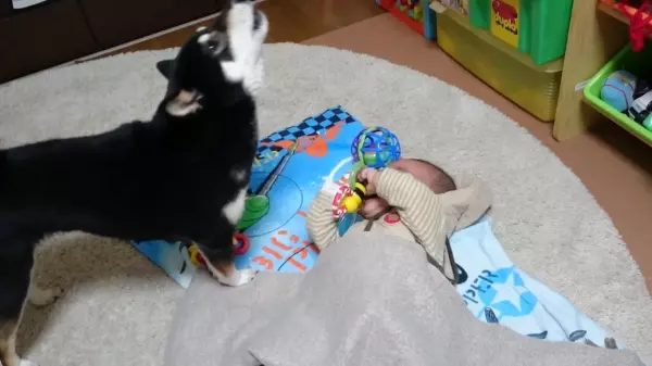 一起陪哭!寶寶心情不好在旁邊哭哭,一旁的柴犬也跟著一起呼呼安慰,網:最治癒的汪汪~~