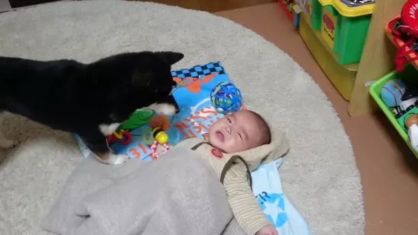 一起陪哭!寶寶心情不好在旁邊哭哭,一旁的柴犬也跟著一起呼呼安慰,網:最治癒的汪汪~~