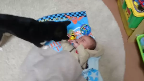 一起陪哭!寶寶心情不好在旁邊哭哭,一旁的柴犬也跟著一起呼呼安慰,網:最治癒的汪汪~~