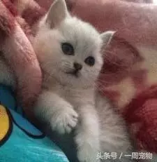 家裡藍貓意外懷孕!兩個月後生出三隻可愛小貓,主人靠近一看忍不住大笑了:怎麼生到沒墨水的XDD