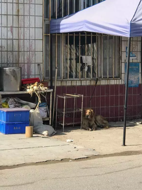 金毛被賣去狗肉館,不停哀嚎地向人求救,花了800元買回家後卻帶來了意外驚喜