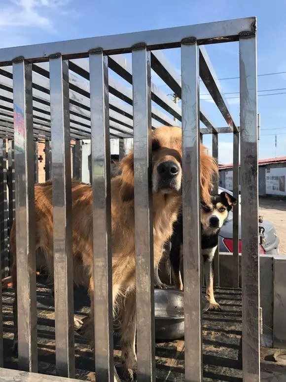 金毛被賣去狗肉館,不停哀嚎地向人求救,花了800元買回家後卻帶來了意外驚喜